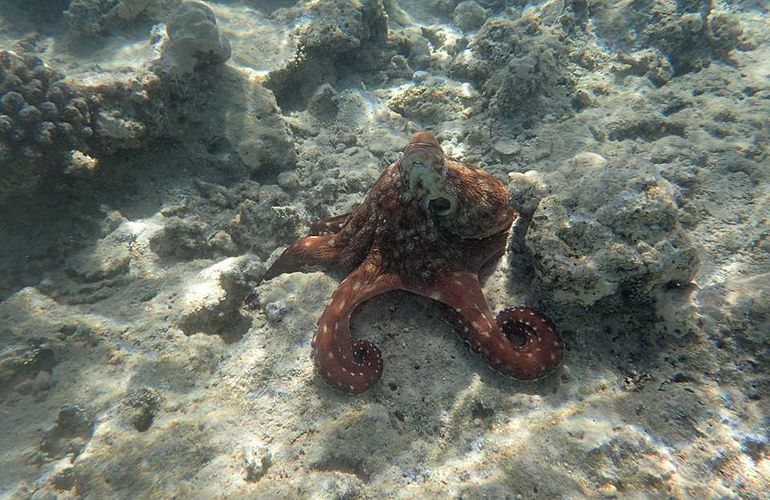 Insel Ausflug mit Schnorcheln ab Sahl Hasheesh - Karibik Feeling pur