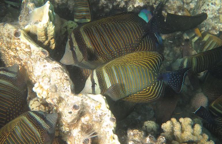 Insel Ausflug mit Schnorcheln ab Sahl Hasheesh - Karibik Feeling pur