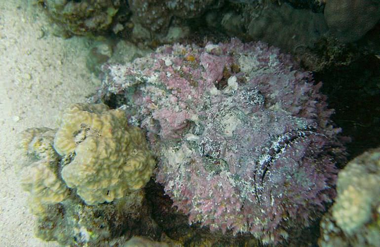 Insel Ausflug mit Schnorcheln ab Sahl Hasheesh - Karibik Feeling pur