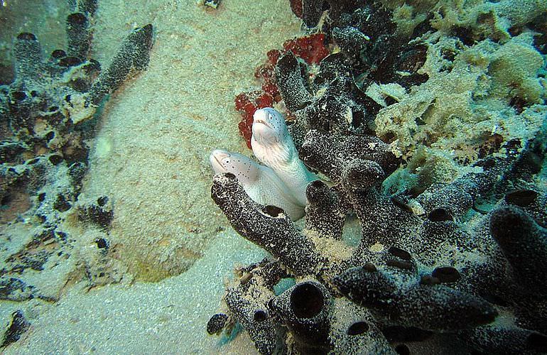 Insel Ausflug mit Schnorcheln ab Sahl Hasheesh - Karibik Feeling pur