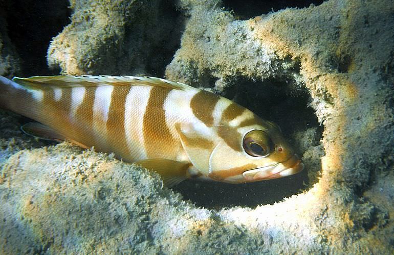 Insel Ausflug mit Schnorcheln ab Sahl Hasheesh - Karibik Feeling pur