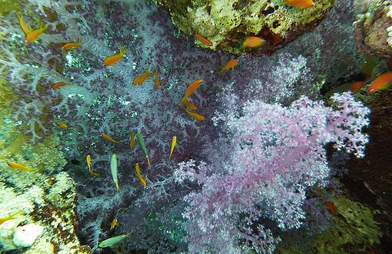 Insel Ausflug mit Schnorcheln ab Sahl Hasheesh - Karibik Feeling pur