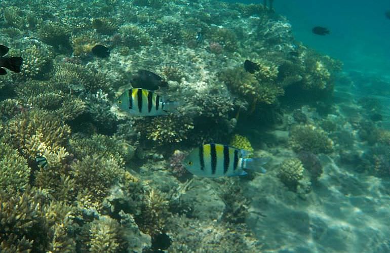 Insel Ausflug mit Schnorcheln ab Sahl Hasheesh - Karibik Feeling pur