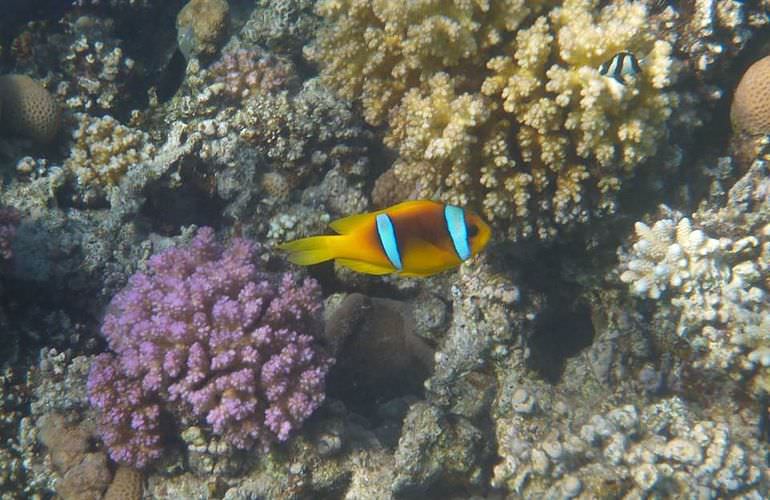 Insel Ausflug mit Schnorcheln ab Sahl Hasheesh - Karibik Feeling pur