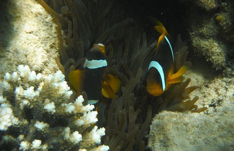 Insel Ausflug mit Schnorcheln ab Sahl Hasheesh - Karibik Feeling pur