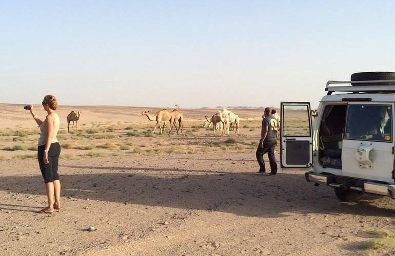 Jeep Safari in Sahl Hasheesh mit Kamelreiten & BBQ Abendessen