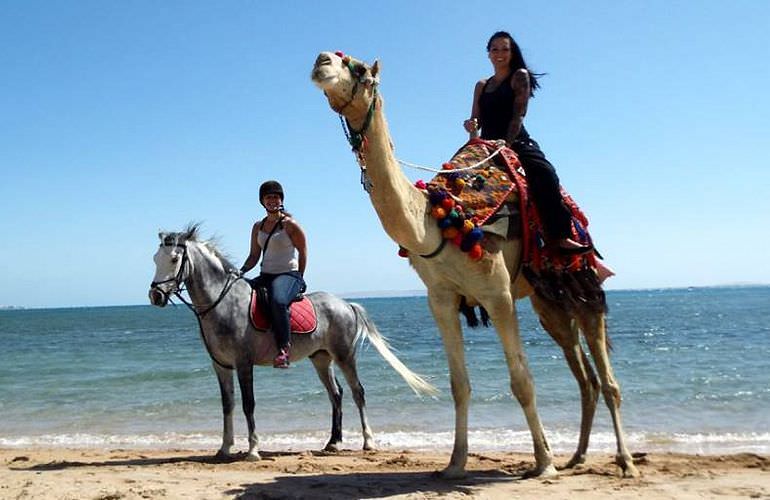 Kamelreiten in Sahl Hasheesh: Reiten am Strand oder in der Wüste