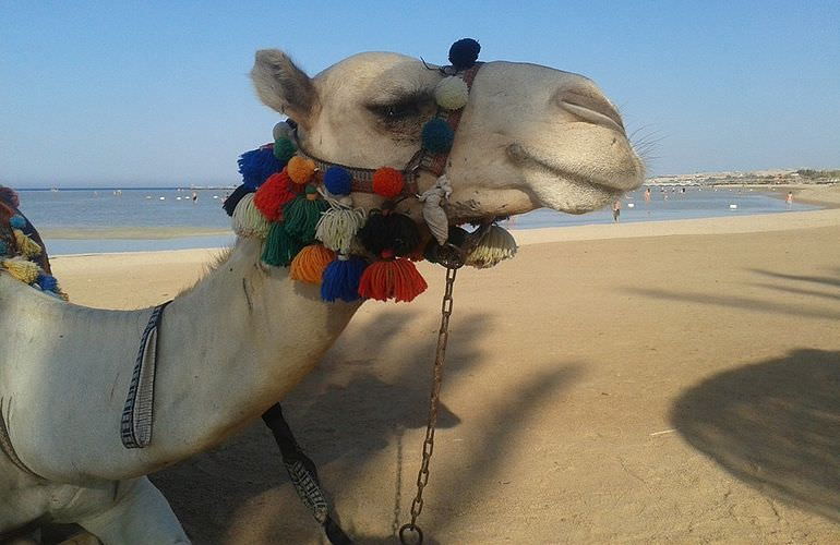 Kamelreiten in Sahl Hasheesh: Reiten am Strand oder in der Wüste