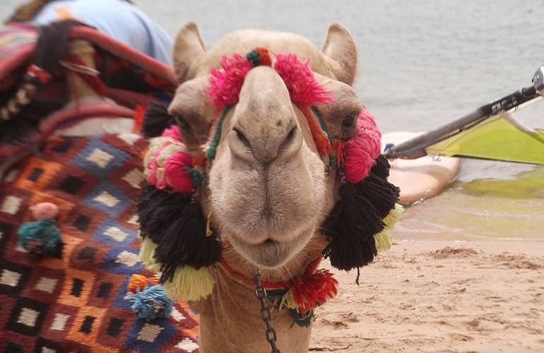 Kamelreiten in Sahl Hasheesh: Reiten am Strand oder in der Wüste