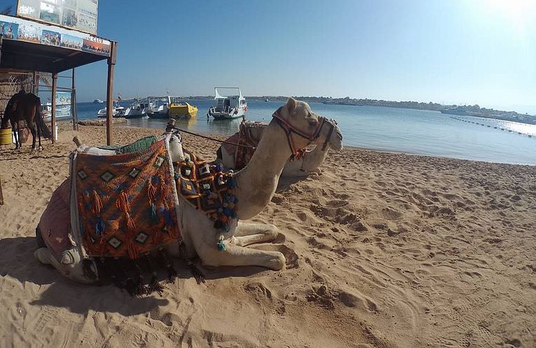 Kamelreiten in Sahl Hasheesh: Reiten am Strand oder in der Wüste