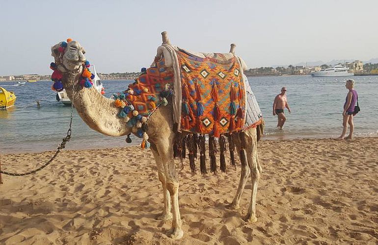 Kamelreiten in Sahl Hasheesh: Reiten am Strand oder in der Wüste