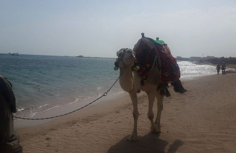 Kamelreiten in Sahl Hasheesh: Reiten am Strand oder in der Wüste