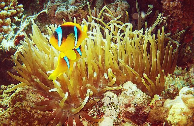 Ausflug von Sahl Hasheesh zur Orange Bay Insel mit Schnorchelerlebnis