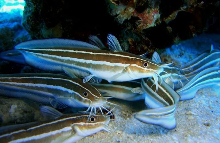 Ausflug von Sahl Hasheesh zur Orange Bay Insel mit Schnorchelerlebnis