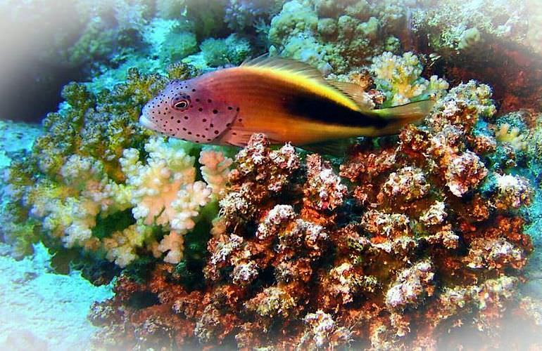 Ausflug von Sahl Hasheesh zur Orange Bay Insel mit Schnorchelerlebnis