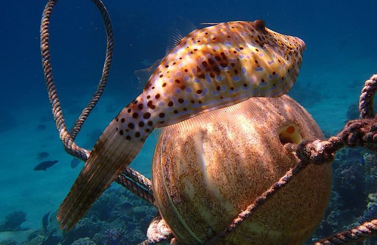 Ausflug von Sahl Hasheesh zur Orange Bay Insel mit Schnorchelerlebnis