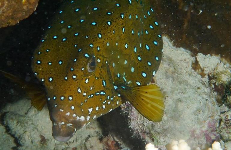 Ausflug von Sahl Hasheesh zur Orange Bay Insel mit Schnorchelerlebnis