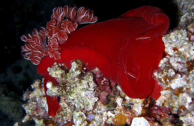 Ausflug von Sahl Hasheesh zur Orange Bay Insel mit Schnorchelerlebnis