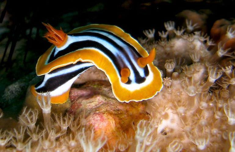 Ausflug von Sahl Hasheesh zur Orange Bay Insel mit Schnorchelerlebnis