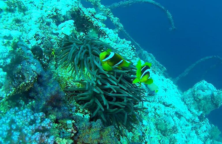 Ganztagesausflug von Sahl Hasheesh zur Paradies Insel mit dem Boot