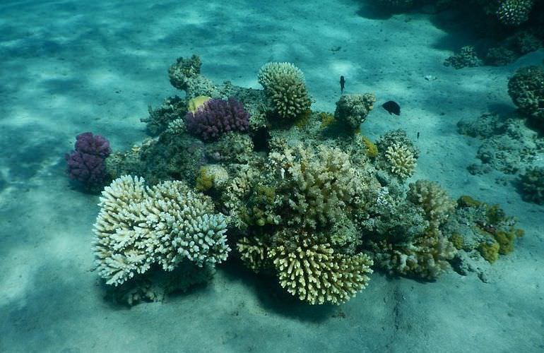 Ganztagesausflug von Sahl Hasheesh zur Paradies Insel mit dem Boot