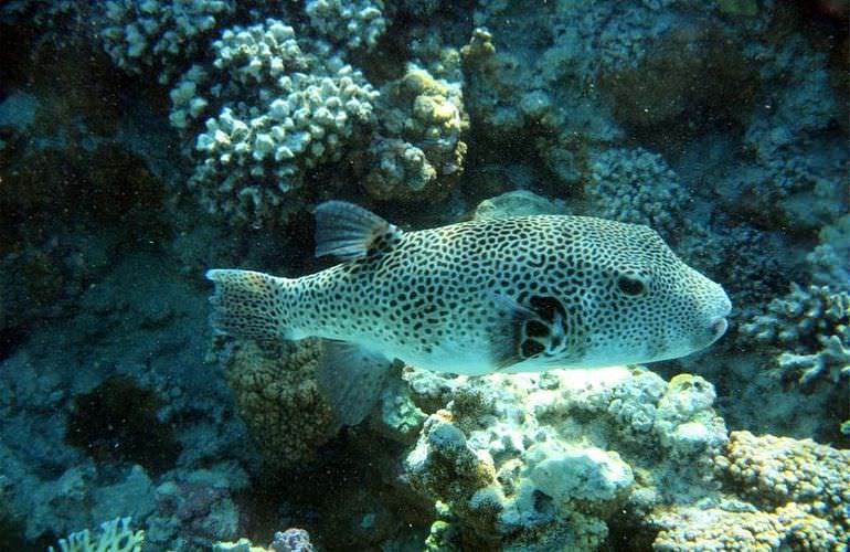 Ganztagesausflug von Sahl Hasheesh zur Paradies Insel mit dem Boot