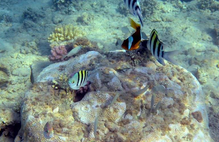 Ganztagesausflug von Sahl Hasheesh zur Paradies Insel mit dem Boot