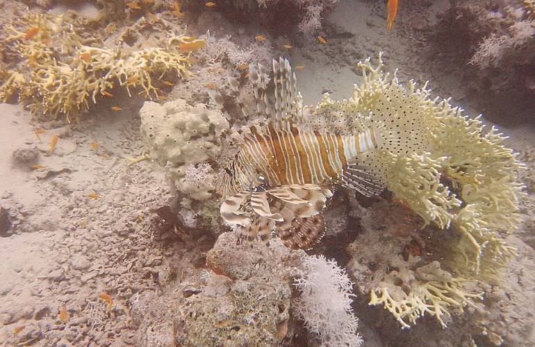 Ganztagesausflug von Sahl Hasheesh zur Paradies Insel mit dem Boot