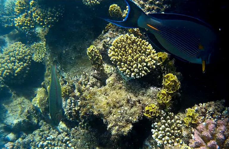 Ganztagesausflug von Sahl Hasheesh zur Paradies Insel mit dem Boot