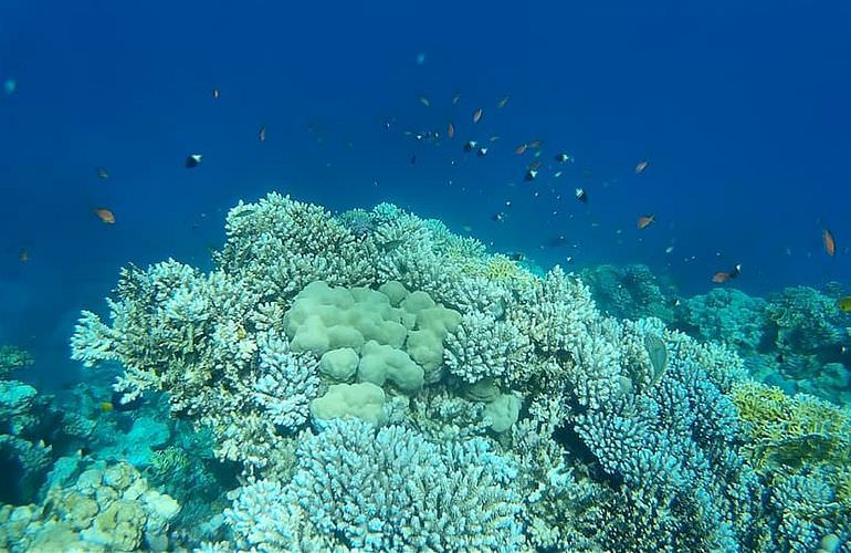 Ganztagesausflug von Sahl Hasheesh zur Paradies Insel mit dem Boot