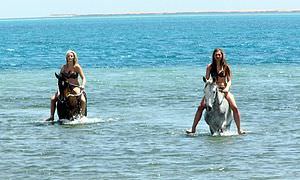 Pferde Reiten in Sahl Hasheesh: Reiten am Strand oder in der Wüste