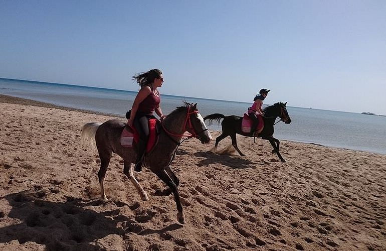 Pferde Reiten in Sahl Hasheesh: Reiten am Strand oder in der Wüste