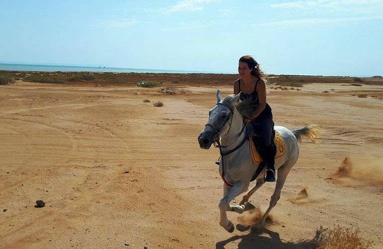 Pferde Reiten in Sahl Hasheesh: Reiten am Strand oder in der Wüste