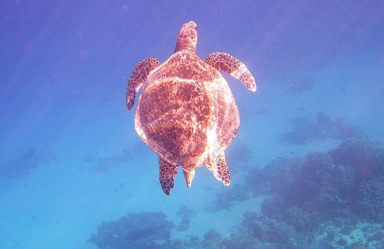 Exklusive Sahl Hasheesh Bootstour: Privater Ausflug auf eine einsame Insel mit Schnorcheln