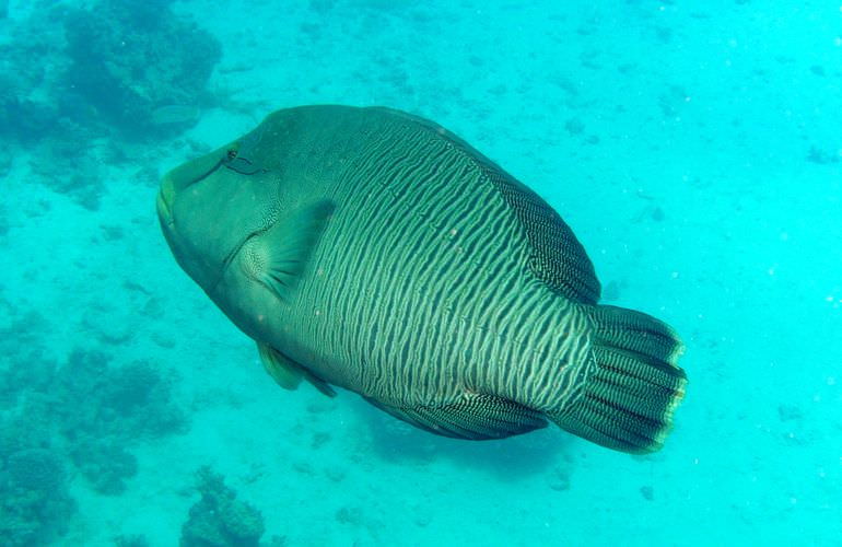 Exklusive Sahl Hasheesh Bootstour: Privater Ausflug auf eine einsame Insel mit Schnorcheln