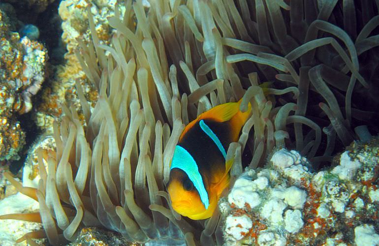 Exklusive Sahl Hasheesh Bootstour: Privater Ausflug auf eine einsame Insel mit Schnorcheln