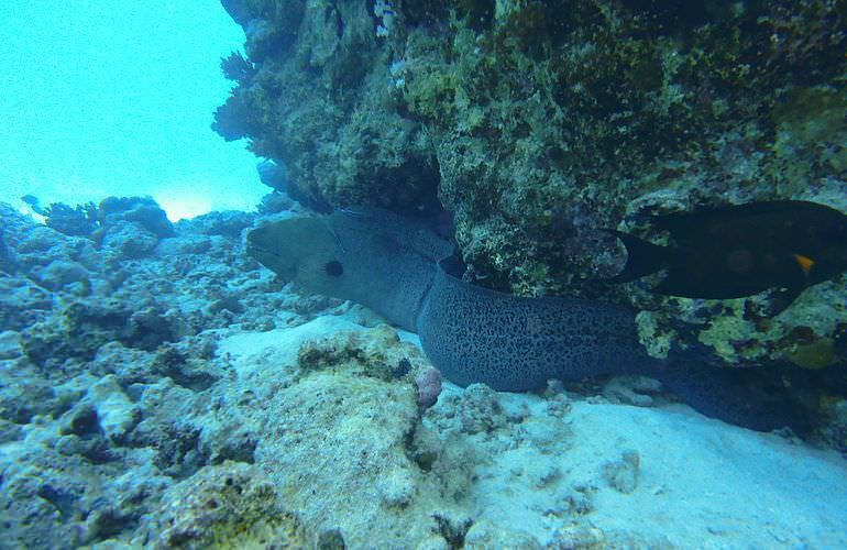 Private Yachten chartern mit Insel-Ausflug von Sahl Hasheesh aus