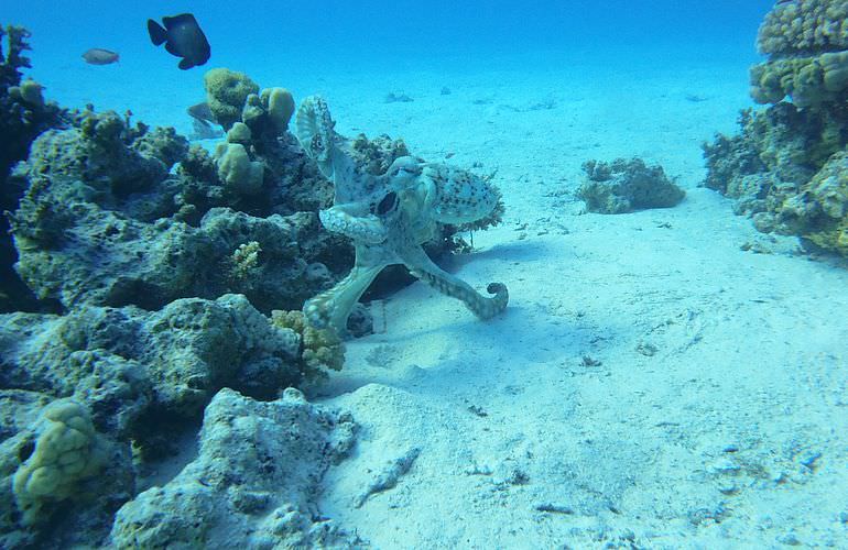 Private Yachten chartern mit Insel-Ausflug von Sahl Hasheesh aus