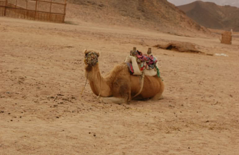 Quad Tour am Nachmittag durch die Wüste von Sahl Hasheesh