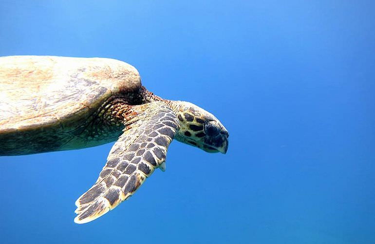 Fun Diving Sahl Hasheesh- Ganztägige Tauchfahrt mit 2 Tauchgängen