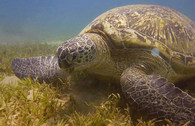 PADI Advanced Open Water Diver, Tauchkurs für Fortgeschrittene in Sahl Hasheesh