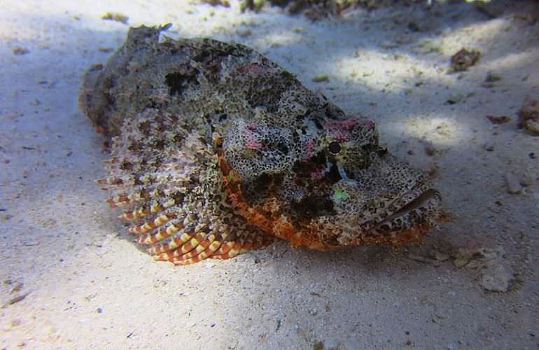 Fun Diving Sahl Hasheesh- Ganztägige Tauchfahrt mit 2 Tauchgängen