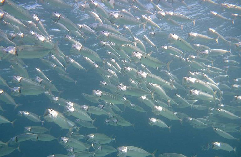 Auffrischungskurs: PADI Scuba Review Programm in Sahl Hasheesh