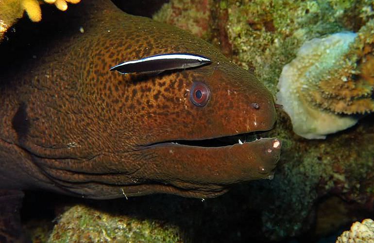 Fun Diving Sahl Hasheesh- Ganztägige Tauchfahrt mit 2 Tauchgängen