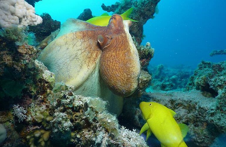 PADI Scuba Diver Kurs in Sahl Hasheesh - Schnuppertauchkurs 1 Tag