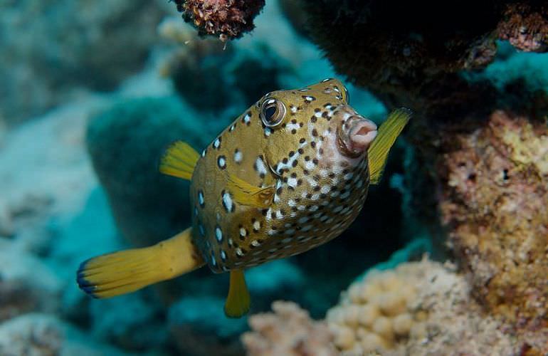 PADI Open Water Diver, der Einsteiger Tauchkurs Sahl Hasheesh