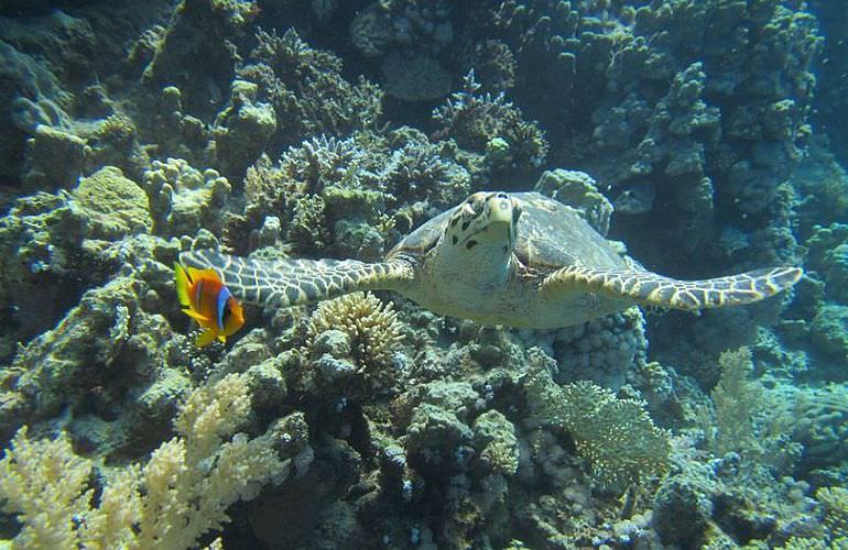 Fun Diving Sahl Hasheesh- Ganztägige Tauchfahrt mit 2 Tauchgängen