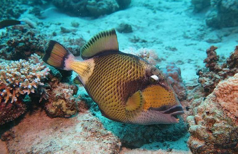 Tagesausflug Tauchen ab Sahl Hasheesh - Tauchen lernen