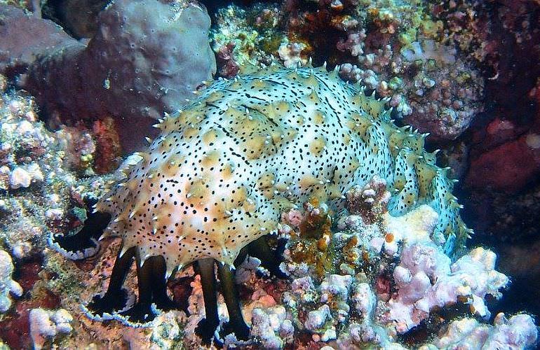 Fun Diving Sahl Hasheesh- Ganztägige Tauchfahrt mit 2 Tauchgängen