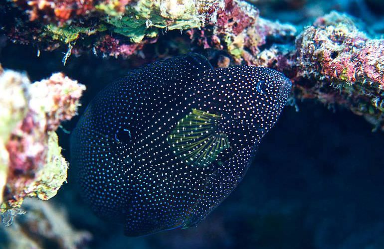 PADI Advanced Open Water Diver, Tauchkurs für Fortgeschrittene in Sahl Hasheesh